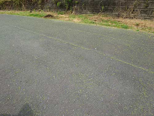 25050401green