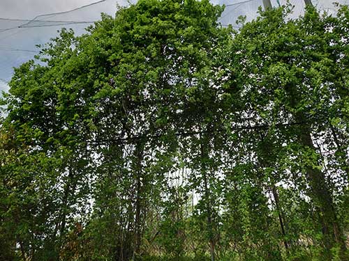 25050403tree