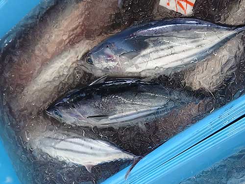 25060402katsuo